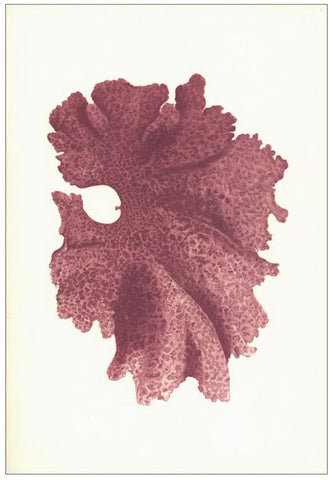 Notebook Japanese Algae