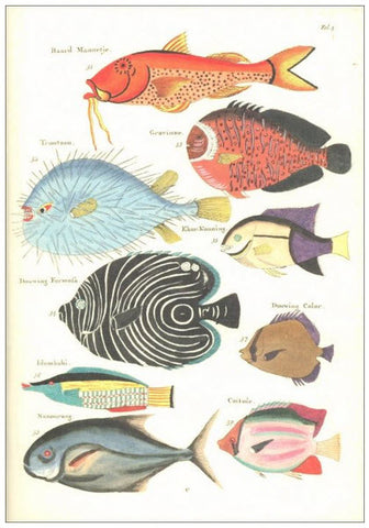 Notebook Fishes and Crabs