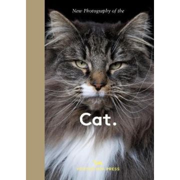 New Photography of the Cat