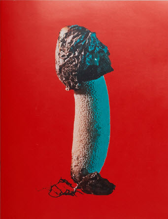 Mushrooms and Friends #3